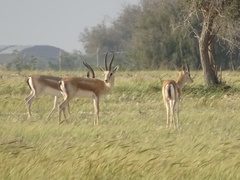 Gazella subgutturosa