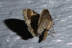 Chloroclystis lichenodes