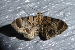 Chloroclystis lichenodes