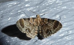 Chloroclystis lichenodes