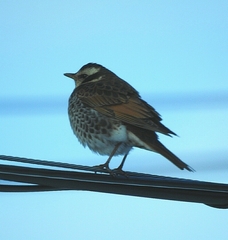 Turdus eunomus