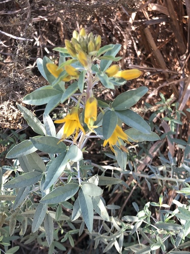 iNaturalist observation photo of Bladderpod