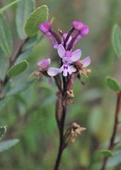 Cynorkis lilacina