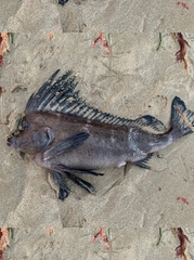 Congiopodus torvus