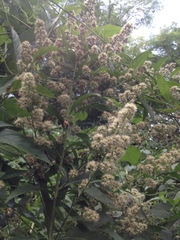 Decachaeta haenkeana