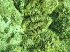 Ptilosarcus undulatus