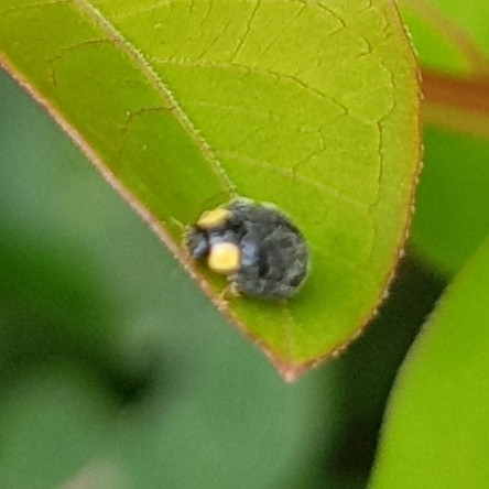 yellowshouldered lady beetle
