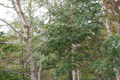 Sorbus commixta