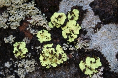 Arthrorhaphis alpina