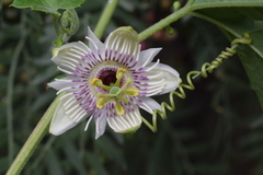 Passiflora morifolia