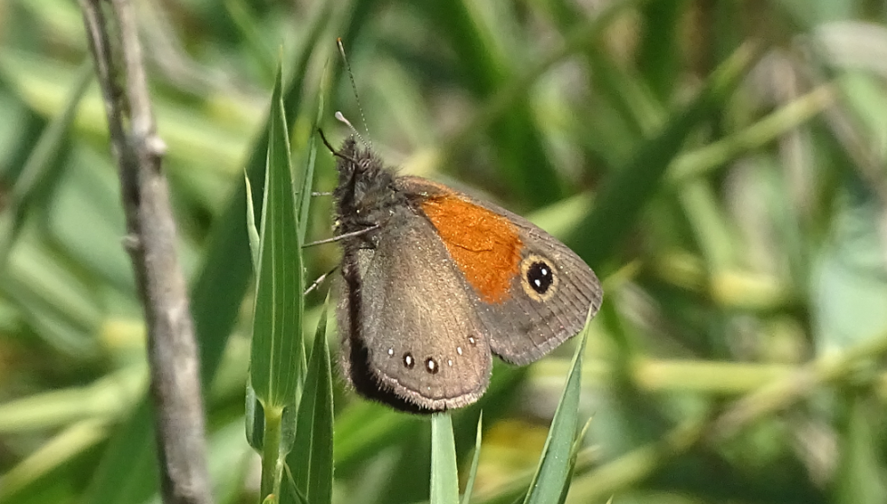 Neomaenas ambiorix