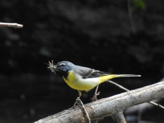 Motacilla cinerea