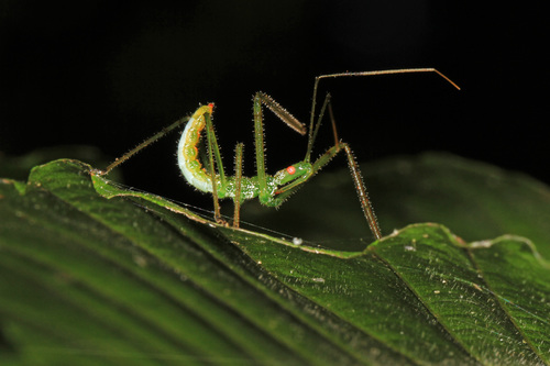 Pale Green Assassin Bug photo 4