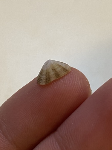 Diodora cayenensis image