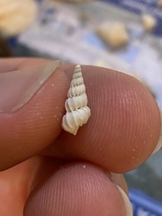 Epitonium humphreysii