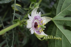 Passiflora morifolia