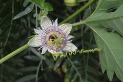 Passiflora morifolia