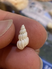 Epitonium humphreysii