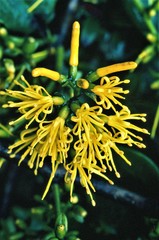 Gaiadendron
