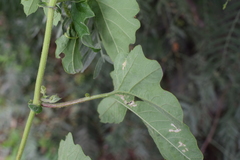 Passiflora morifolia