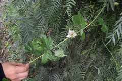 Passiflora morifolia