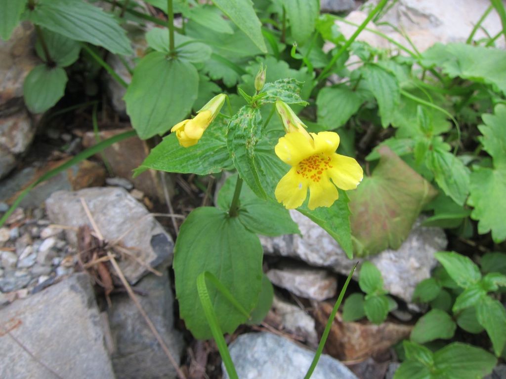 Erythranthe sessilifolia