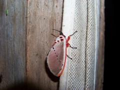 Trosia nigropunctigera