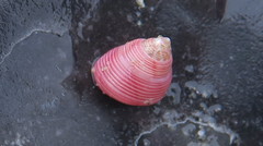 Roseaplagis artizona