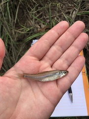 Notropis texanus