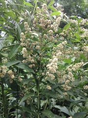 Decachaeta haenkeana