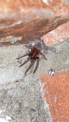 Segestria florentina