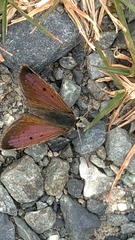 Lycaena boldenarum