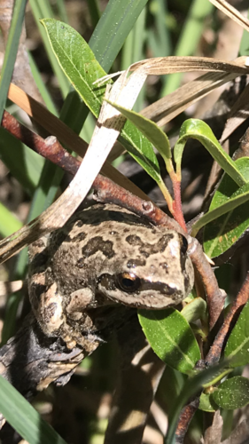 iNaturalist observation photo of Pacific chorus frog