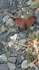 Lycaena boldenarum