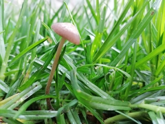 Basidiomycota