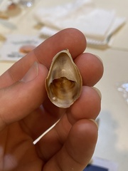 Crepidula fornicata image