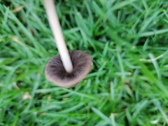 Basidiomycota