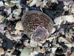 Acmaea