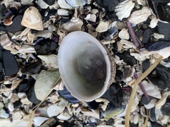 Acmaea