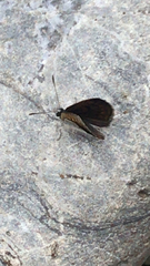 Lycaena boldenarum