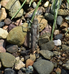 Heliastus sumichrasti