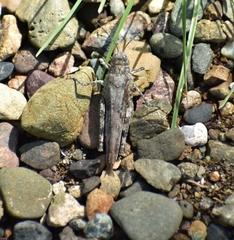 Heliastus sumichrasti