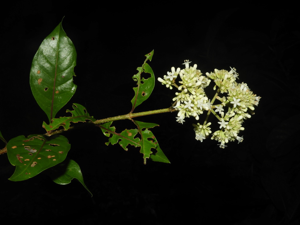 Machaonia martinicensis