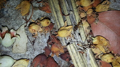 Camponotus