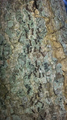 Formicidae