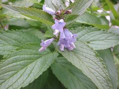 Nepeta subsessilis