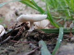 Basidiomycota