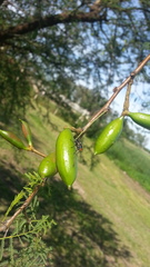 Diptera