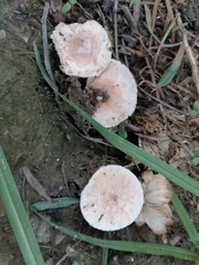 Basidiomycota