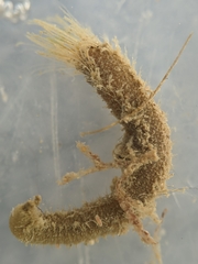 Pherusa andersonorum